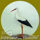 لک لک سفید